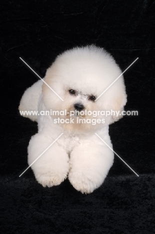 fluffy Bichon Frise on black background