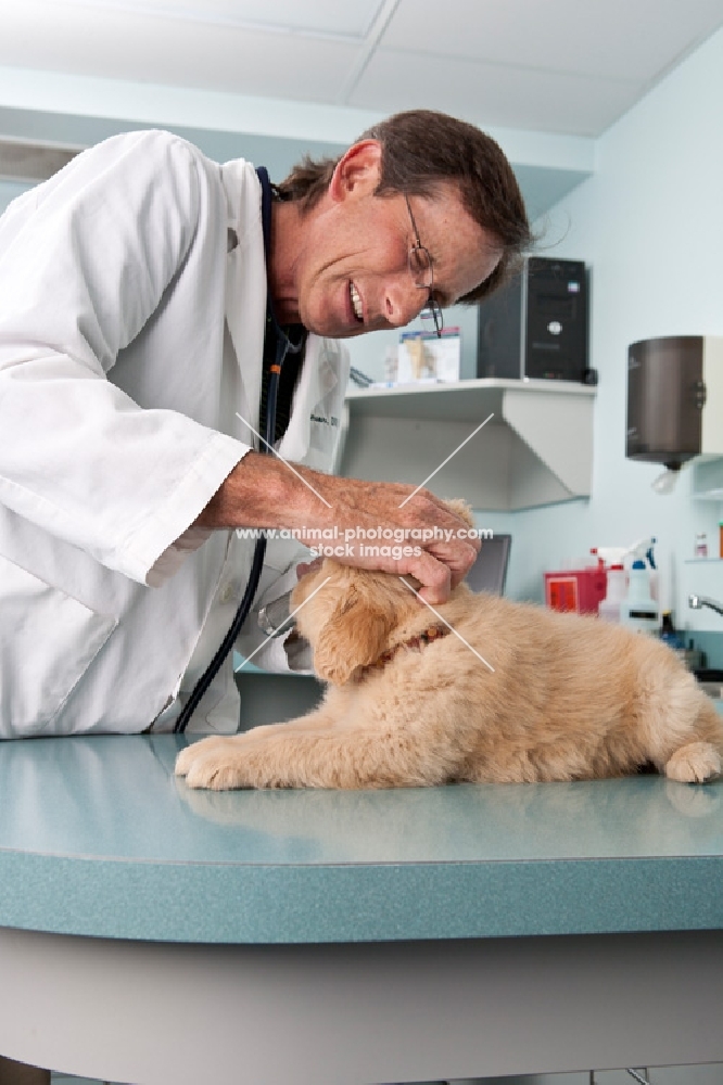 Golden Retriever puppy at the vets