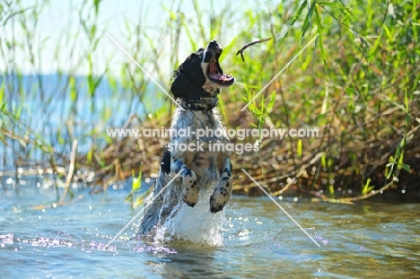 English Springer Spaniel jumping out of the water to catch a stick