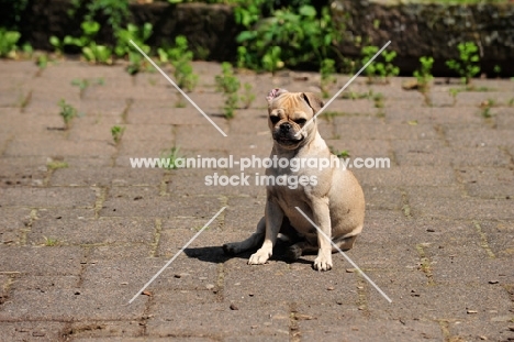 Retro-Mops, pug with a Jack Russell cross to lengthen mouth