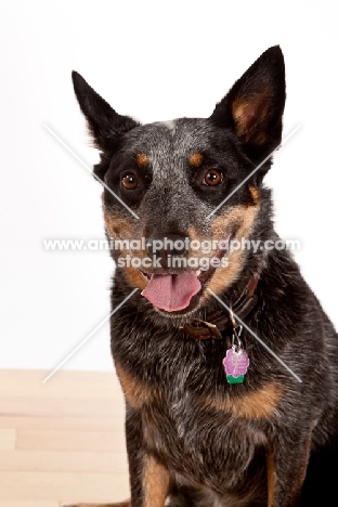 Australian Cattle Dog