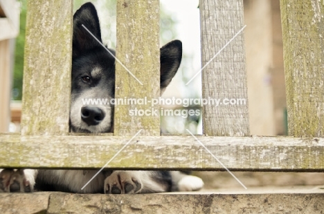 Husky Crossbreed behind gate