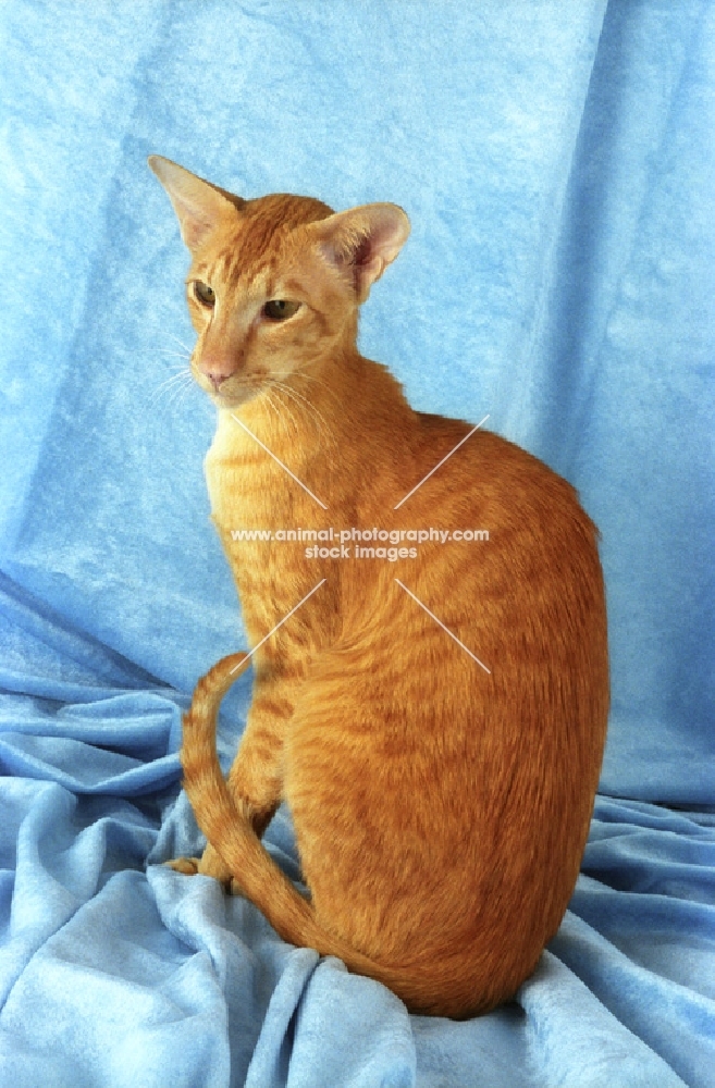 red oriental shorthair cat sitting on fabric