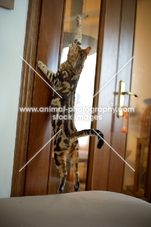 Beautiful marble Bengal jumping