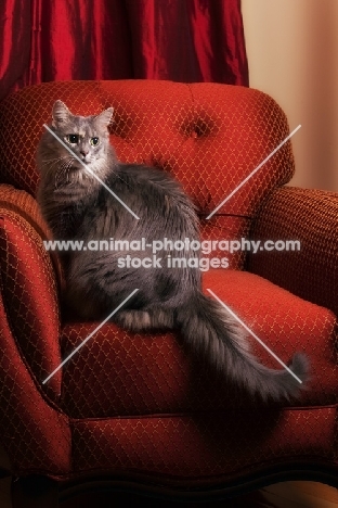 longhaired Household cat, sitting on chair