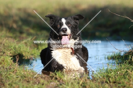 Border Collie in water