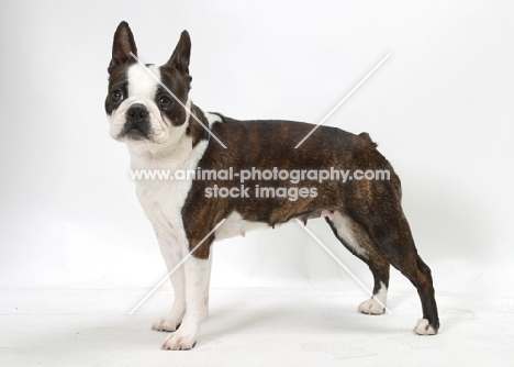 Brindle & White Australian Champion Boston Terrier