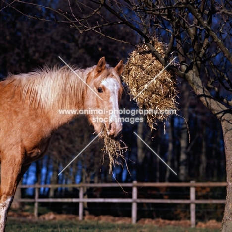 pony in winter feeding from haynet