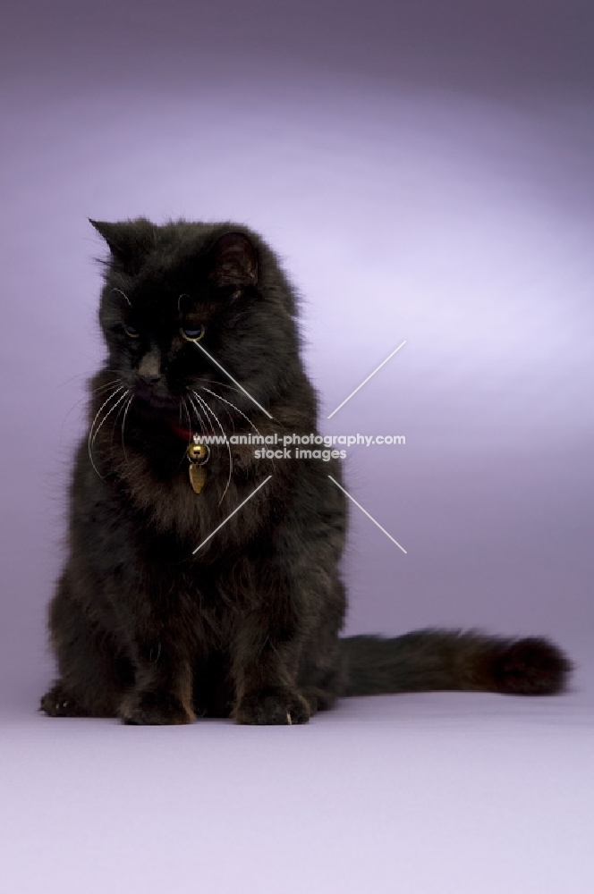 black long haired cat sitting isolated on a purple background