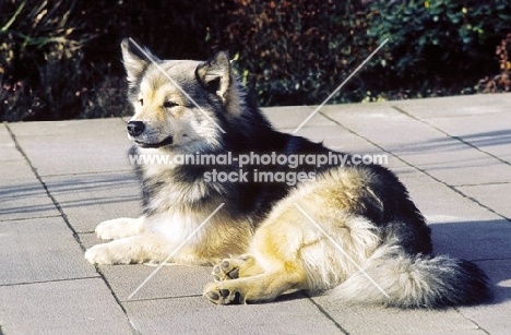 Champion Iceland Dog, Ch. Afram v Hartenberg