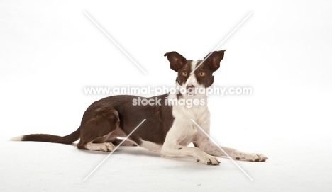 Border Collie lying down