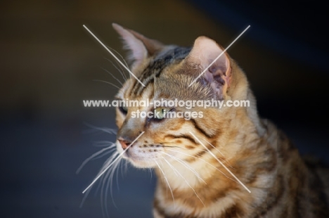 clos-up of bengal cat