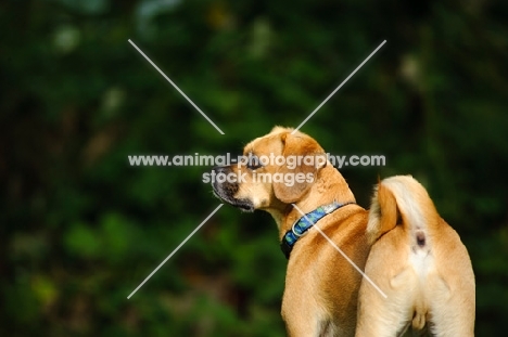 Puggle (pug cross beagle, hybrid dog), back view