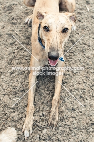 whippet lying on sand