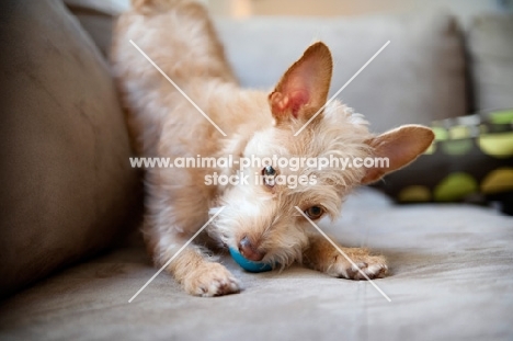 chiapoo (chihuahua-poodle)