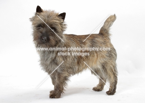 Brindle Australian Champion Cairn Terrier in studio