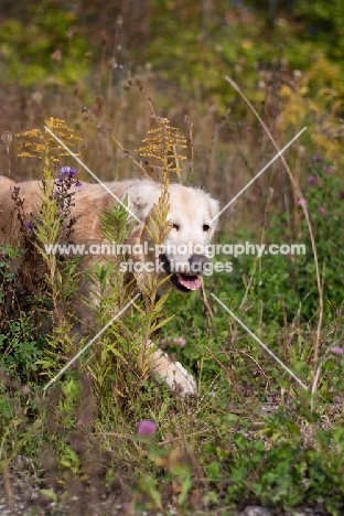 Golden Retriever walking through greenery