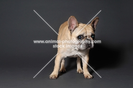 French Bulldog