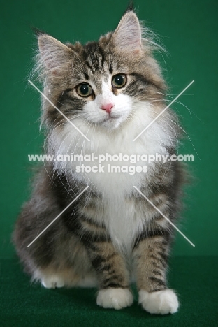 cute Norwegian Forest kitten