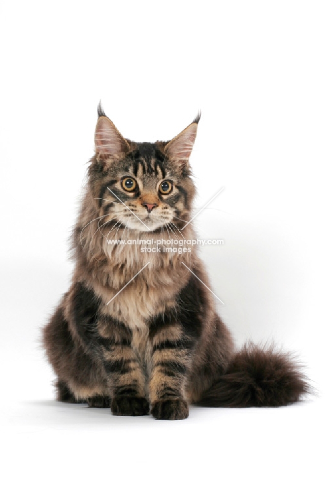 brown tabby Maine Coon sitting on white background