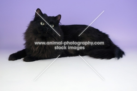 black siberian lying down