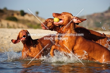 Hungarian Vizsla dogs running out of water