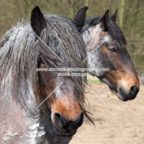 Belgian heavy horse portraits