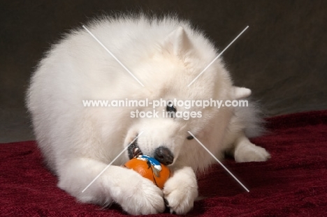 Samoyed chewing toy