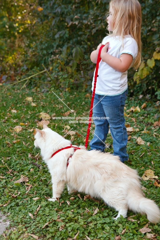 ragdoll on leash