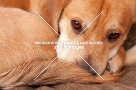 Close up of yellow lab mix lying with tail covering nose