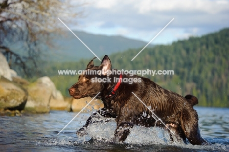 Chocolate Lab running in water with hills and clouds in the background.