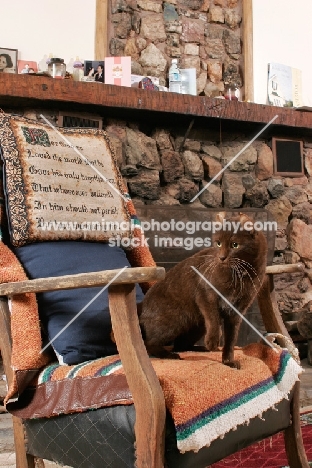 American Curl on chair