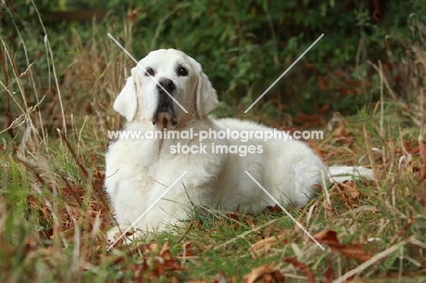 Golden Retriever lying on high grass