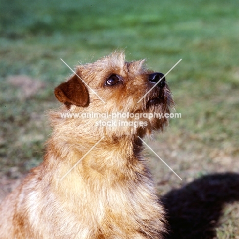 int/nord ch cracknor capricorn head study, champion norfolk terrier