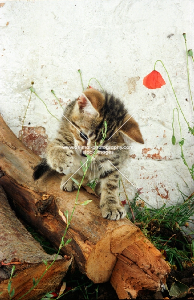 Kitten playing