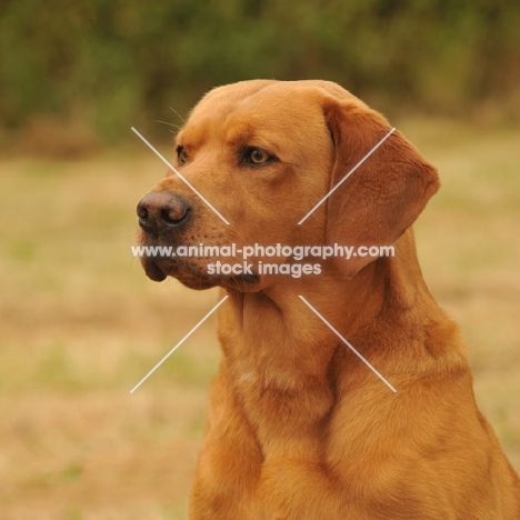 fox red working bred labrador retriever