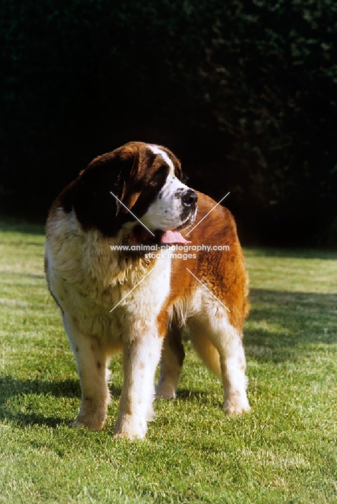 ch lucky charm of whaplode, st bernard 