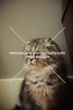 Scottish Fold cat sitting. 