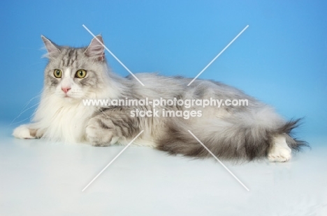 silver and white maine coon cat lying on blue background