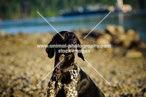 German Shorthaired Pointer