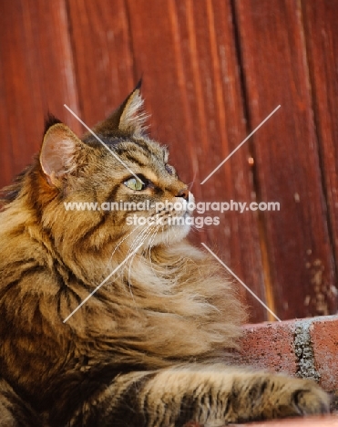 Maine Coon lying by red wood fence. 