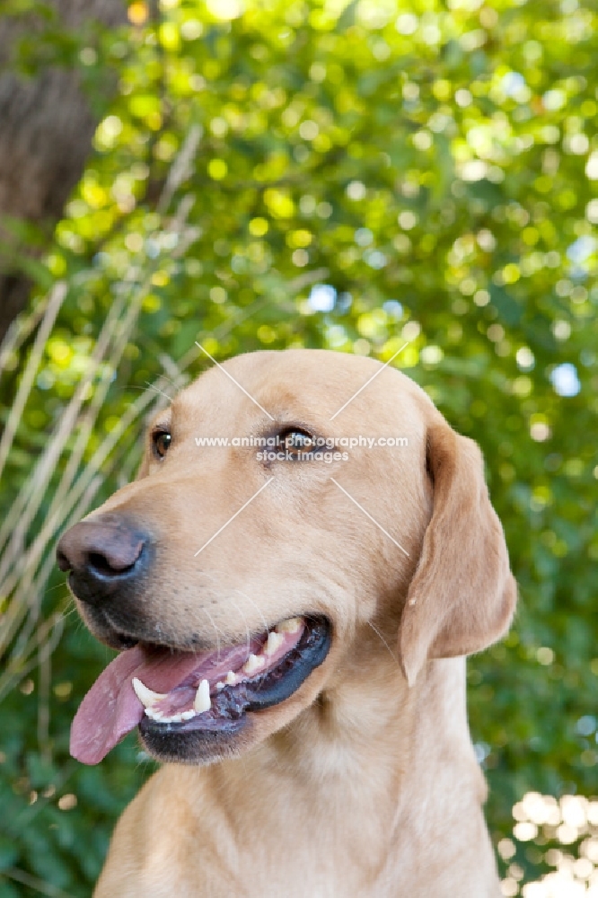 Labrador outdoors