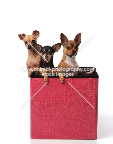 three Chihuahua dogs sitting in a box