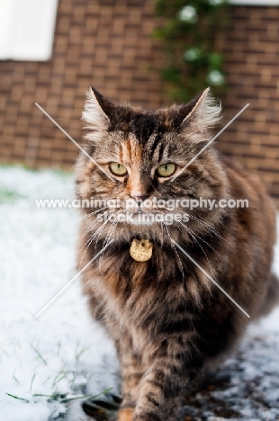 non pedigree cat in snowy garden