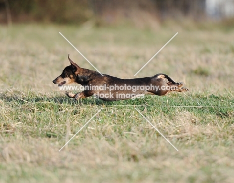 little dog running in grass