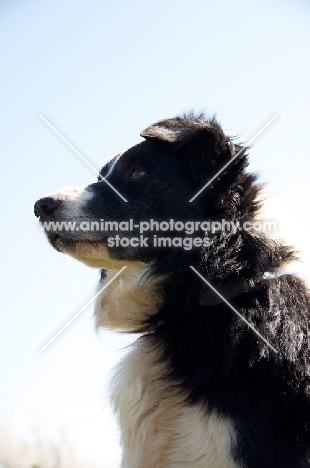 Border Collie portrait