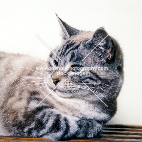 non pedigree silver tabby cat