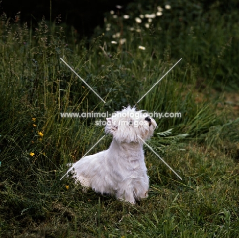 west highland white terrier looking up