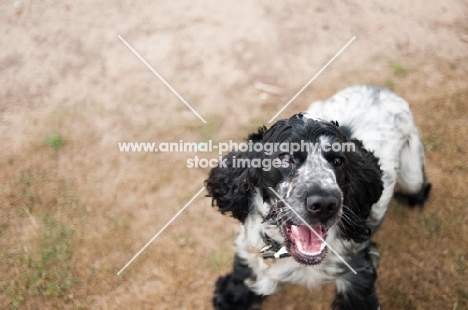 8 month old blue roan Cocker Spaniel