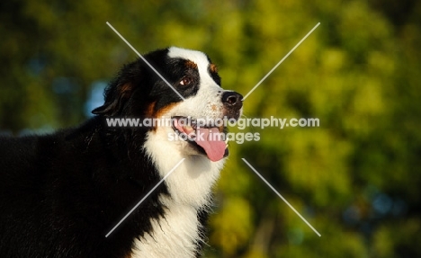 Bernese Mountain Dog